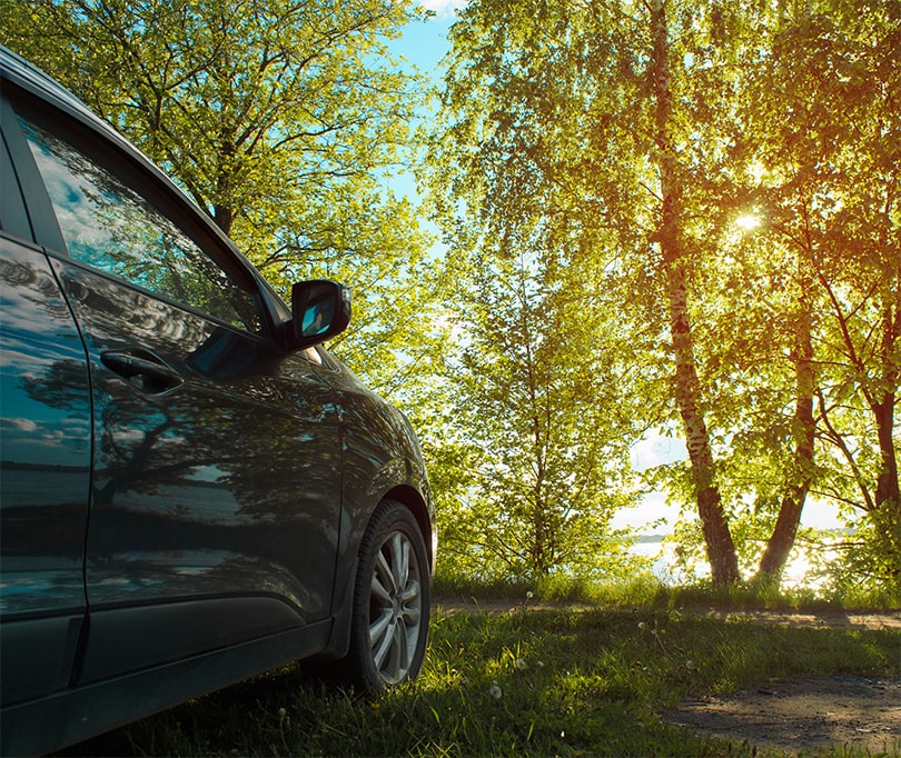 A black car in front of a green tree on a sunny summer day.