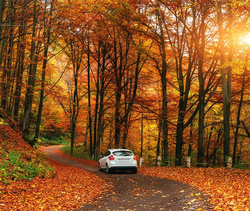 A white car on the road covered with colorful autumn leaves into a wood. An image showing beautiful autumn landscape and reminding on importance of seasonal auto maintenance.